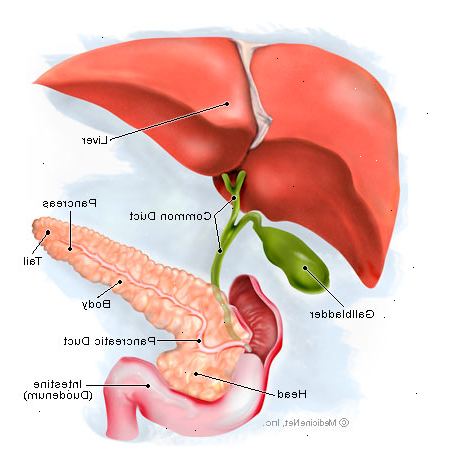 Identificeren en te behandelen katachtige pancreatitis: symptomen en behandeling