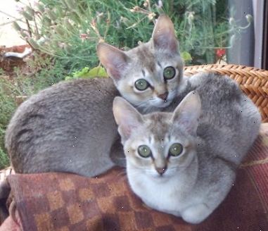 Kitten opleiding en informatie voor baby kittens en huiskatten