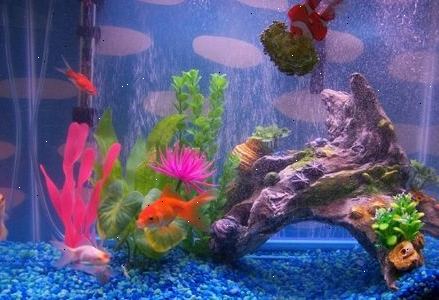 Meer informatie over het zuiveren van aquaria en hoe je de beste pomp voor uw vissen te kiezen. Het maken van gezonde stromen.