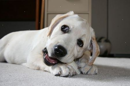 Gele Labrador retriever: hond opleiding, voeding en pet care. Er zijn verschillende soorten?