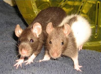 Ratten zijn vriendelijk en kan ook grote huisdieren. In of uit.