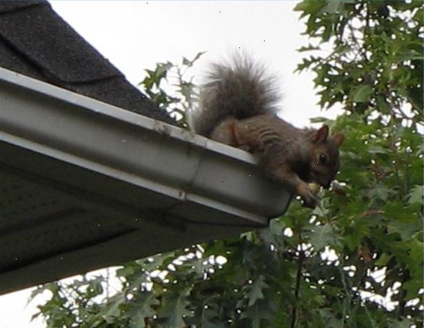 Hoe je eekhoorns te houden van een tuin. Ongeacht hoe groot of klein uw tuin is.