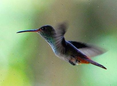 Hoe te kolibries uit te nodigen om uw tuin. Insecten en nectar zijn wezenlijke onderdelen van een kolibrie&#39;s dieet.
