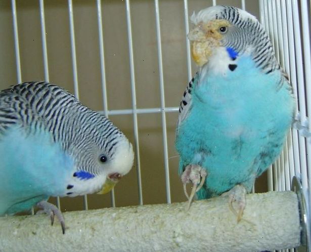 Hoe op te sporen ziekte in gekooide vogels. Hoe de zorg voor uw huisdier vogel.