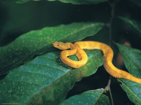 Hoe maak je een python te identificeren. Pythons zijn nu verschijnen op meer plaatsen over de hele wereld.