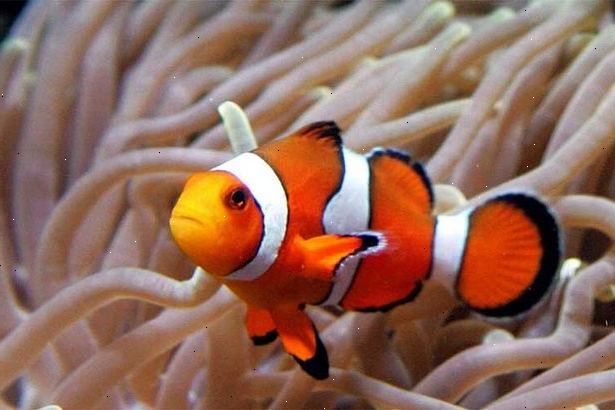 Hoe om te zorgen voor een clownvis. Meer weten over de clownvissen.