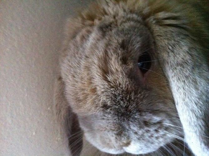 Het voeden konijnen: huisdier konijn zorg, feiten en informatie. Wat moet je konijn te voeden.
