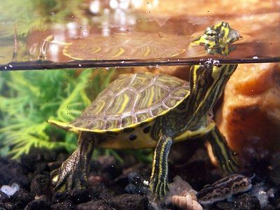 Hoe kan ik een huisdier schildpad voeden. Koop schildpad voedsel vorm de winkel.