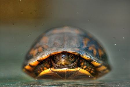 Hoe om te zorgen voor uw schildpad. Maak een kunstmatige leefomgeving van een aquatisch milieu voor uw schildpad lijken.