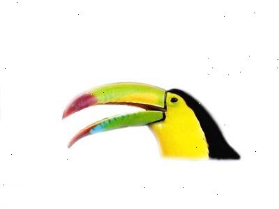 Hoe te zoeken vogel band nummers voor papegaaien. Bezoek een avicultuur organisatie.