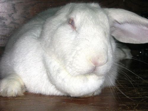Feiten en informatie over konijnen: hoe konijnen fokken. Is je konijn in de hitte.