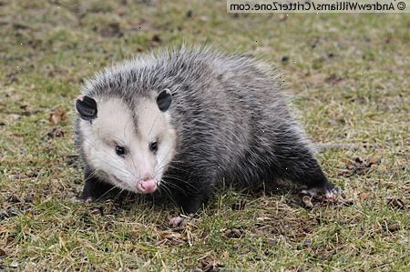 Hoe kan ik een huisdier opossum kopen. Domesticatie een opossum.