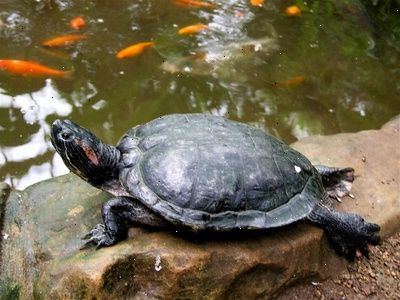 Hoe maak je een schildpad terrarium kopen. Kijk voor een rechts-en kleinbedrijf tank.