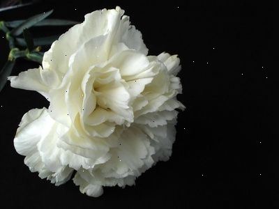 Verzamel de vulstof of varen met de basis van de roos hoofd. Binden rose steel en de vulstof of varen stam elkaar met behulp van de bloemen tape.