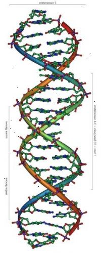 Hoe om DNA te extraheren van hond bloed. DNA biedt de blauwdruk voor het hele organisme.