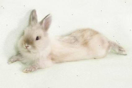 De zorg voor konijnen: het behandelen van konijn ziekten en aandoeningen. Oormijt.