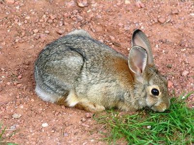 Informatie over hoe te zorgen voor de gezondheid van uw huisdier konijn te nemen. Snuffles.