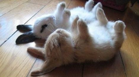 Hoe maak je een konijn trucjes leren. Leer je konijn om te reageren door te komen dichter bij je wanneer je belt haar naam.