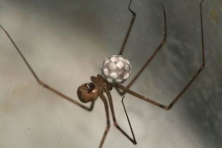 Gebruik spin control producten. Bang zijn voor spinnen is heel gebruikelijk.