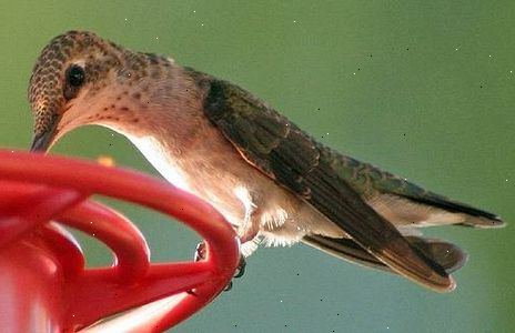 Hoe maak je een kolibrie feeder schoon. Schrob de vogelvoeder reservoir.