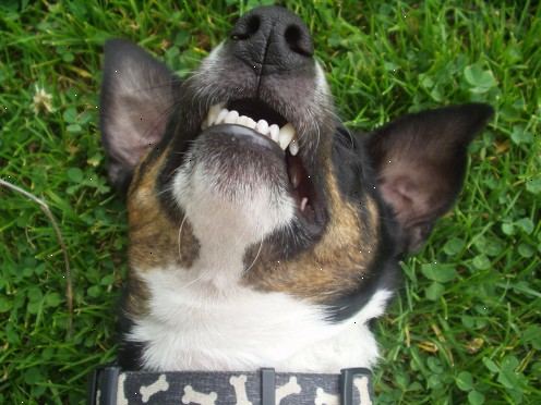 Hoe maak je een hond de tanden schalen. Sommige honden kunnen worden opgeleid gemakkelijker.