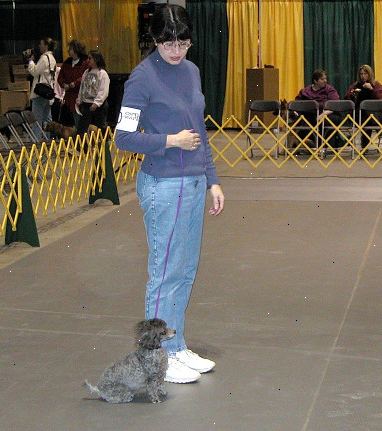 Hoe om te concurreren in AKC rally. Controleer in aanmerking komen van uw hond.