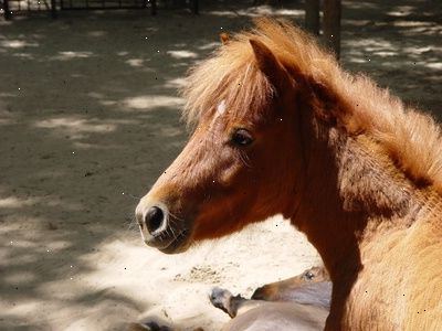 Hoe je de ziekte van Cushing te identificeren in een paard of pony. Observeer voor tekenen van stoornissen in uw paard.