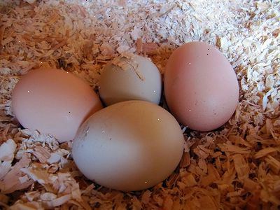 Hoe te nestkasten bouwen voor kippen. Stap 1.