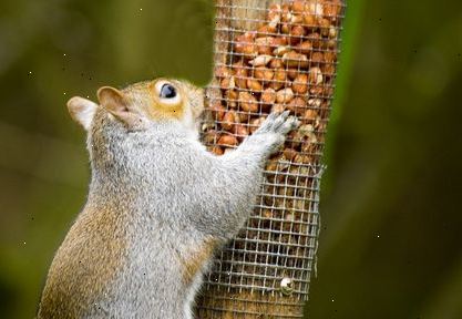 Hoe je eekhoorns te houden van een tuin.