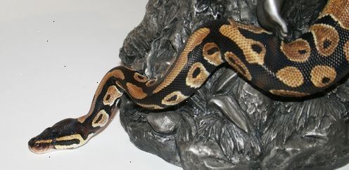 Hoe maak je een huisdier python kopen. Doe eerst je eigen onderzoek en studie voordat overweegt om een python als huisdier.