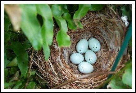 Hoe te zwaluwen voorkomen bouwen nesten in een huis. Handelen voordat ze migreren naar het voorjaar.