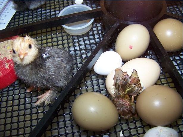 Hoe om te weten wanneer een ei uitbroeden. Hoe te vertellen als een ei is vruchtbaar?