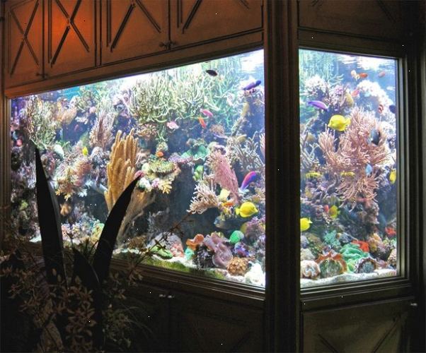 Hoe het water verversen in uw aquarium. Bepaal eerst of u al nodig hebt om het water te veranderen.