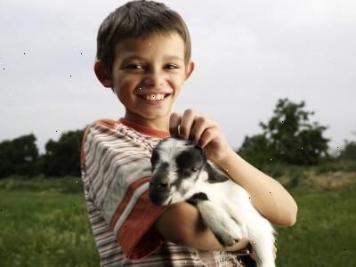 Hoe de zorg voor en het voeden baby - geiten. Begrijpen het belang van colostrum.