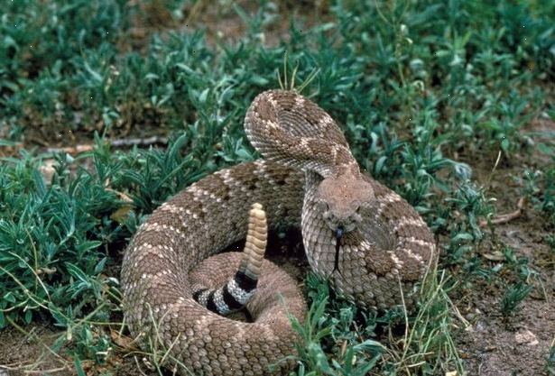 Hoe maak je een noord - amerikaanse giftige slang te herkennen. Veiligheid.