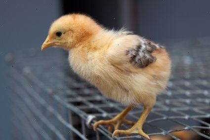 Hoe kan ik eieren van pluimvee uitkomen. Beslis of u een incubator die handmatig of automatisch wilt.