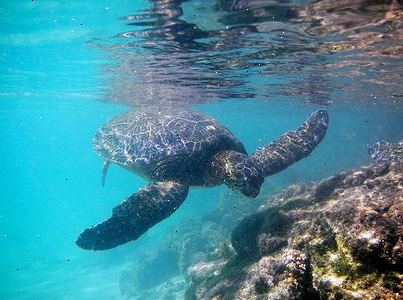 Hoe wordt groene zeeschildpadden te identificeren. De meeste schildpadden kunnen trekken hun hoofd in hun schelpen om zichzelf te beschermen.