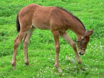 Het fokken van paarden: paardenverzorging en voortplanting feiten. De tijd van het jaar - alvorens veredelingstechnieken.