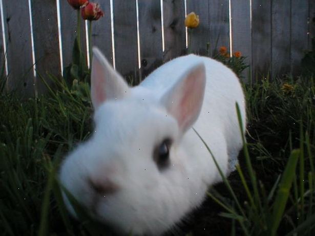 Hoe de juiste konijnenrassen kiezen: konijn informatie. Konijnen-online.co.uk.