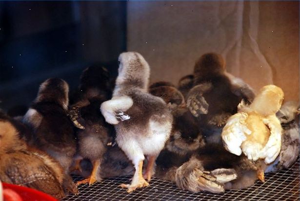 Hoe om de baby kuikens uitkomen in de klas. Zorg voor vruchtbare kippeneieren en een incubator.