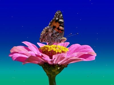 Hoe om water te leveren voor kolibries en vlinders. Maak een puddling site.