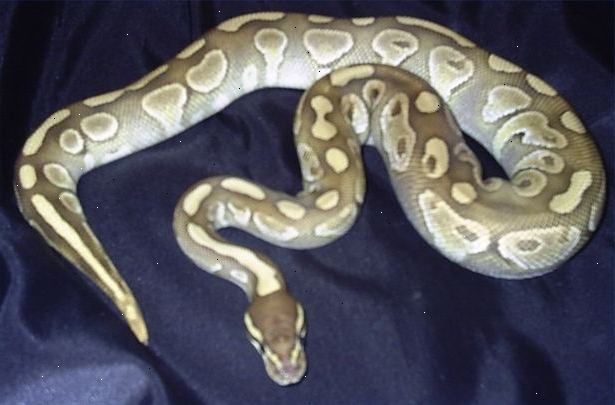 Hoe houd je bal python gezond. Als het gaat om het houden van uw bal python gezond en gelukkig.