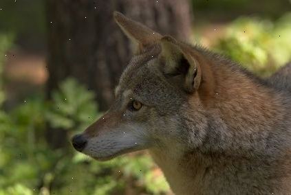 Hoe om legaal te jagen coyote. Hunter oranje of fluorescerend oranje-gekleurde pakken helpen verhogen jagers zicht op een misbaksels te voorkomen.