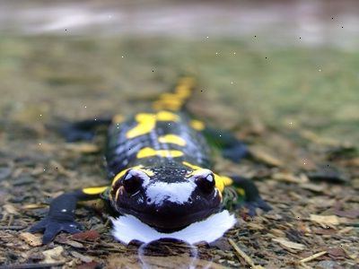 Hoe kan ik het verschil tussen een salamander en een hagedis te vertellen. Bepalen waar het leeft.