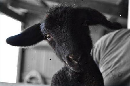 Hoe de zorg voor een baby lam. Probeer colostrum te verzamelen van (moeder schaap) van de ooi de borsten te gebruiken in het voeden van een pasgeboren lam.
